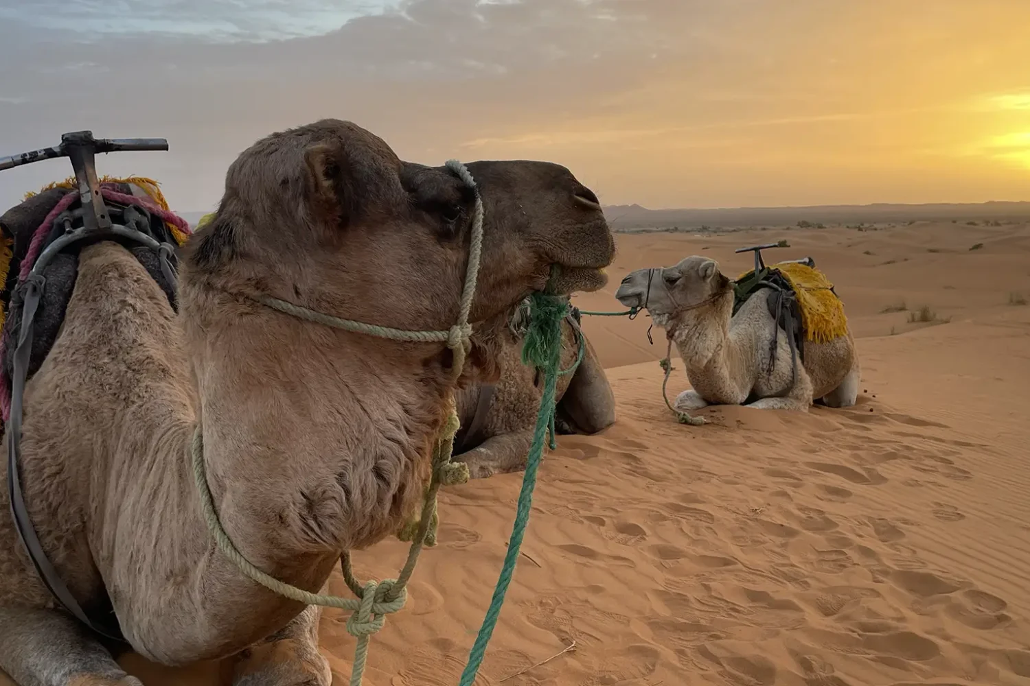 Silhouetted camels resting on golden desert dunes with a gorgeous sunset in the background, showcasing the beauty of Morocco’s Sahara Desert with Morocco Tours & Transfers
